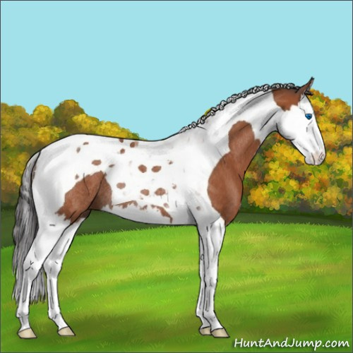 Horse Color:Bay Splash Tobiano Rabicano 