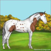 Horse Color:Bay Splash Tobiano Rabicano 