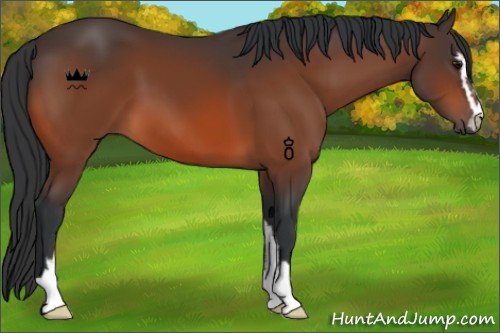 Horse Color:Bay Sabino