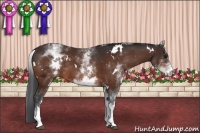 Horse Color:White Spotted Brown 