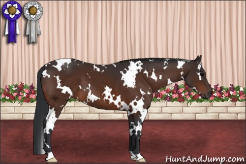 Horse Color:White Spotted Brown 