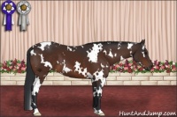 Horse Color:White Spotted Brown 