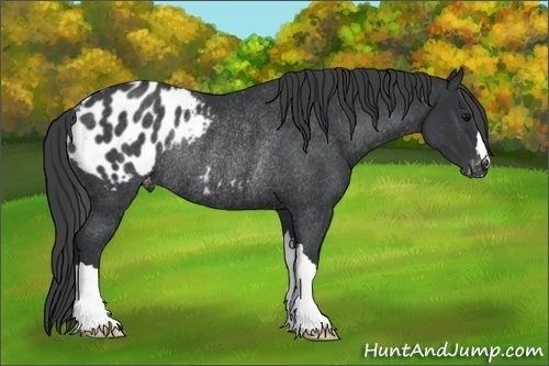 Horse Color:Black Appaloosa Rabicano 
