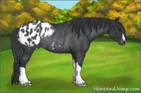 Horse Color:Black Appaloosa Rabicano 