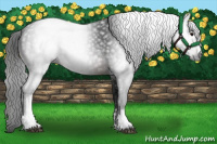 Horse Color:Gray White Spotted Brown 