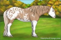 Horse Color:Red Roan Splash Appaloosa