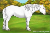 Horse Color:Red Dun Chinchilla Splash 