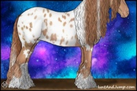 Horse Color:White Spotted Gold Champagne Appaloosa 