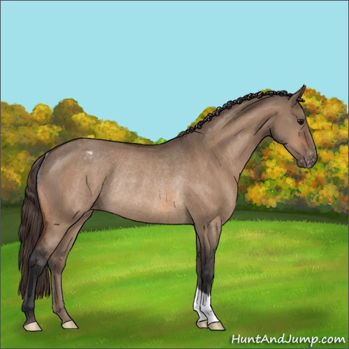 Horse Color:Bay Dun Varnish Rabicano