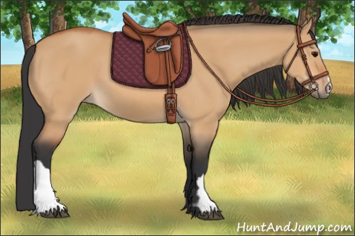 Horse Color:Bay Dun