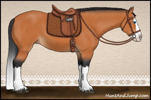 Horse Color:Bay Splash 