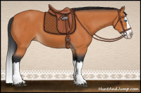 Horse Color:Bay Splash 