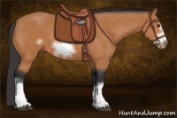 Horse Color:Bay Frame