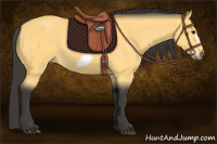 Horse Color:Buckskin Frame 