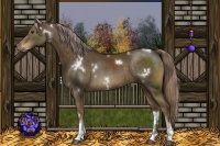 Horse Color:White Spotted Chocolate Palomino Tobiano 