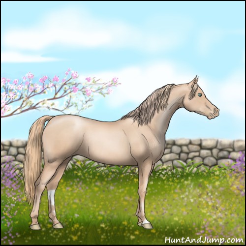 Horse Color:Gold Champagne Pearl Rabicano and Gold Champagne Pearl Rabicano