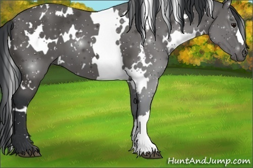 Horse Color:White Spotted Black 