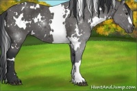 Horse Color:White Spotted Black