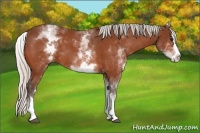 Horse Color:White Spotted Silver Bay Splash 