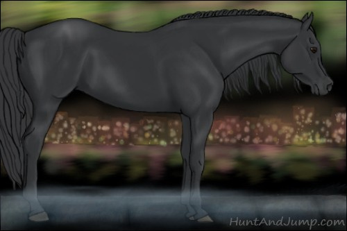 Horse Color:Black 