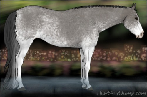 Horse Color:White Spotted Grullo Roan 