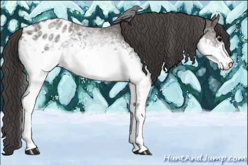 Horse Color:White Spotted Grullo Sabino Appaloosa 