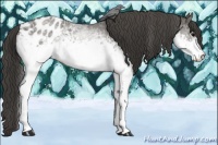 Horse Color:White Spotted Grullo Sabino Appaloosa
