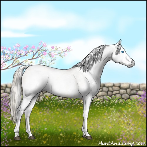 Horse Color:Gray White Spotted Chocolate Palomino Dun Splash Tobiano 