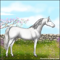 Horse Color:Gray White Spotted Chocolate Palomino Dun Splash Tobiano 