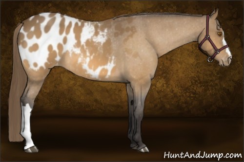 Horse Color:Buckskin Roan Blanket 