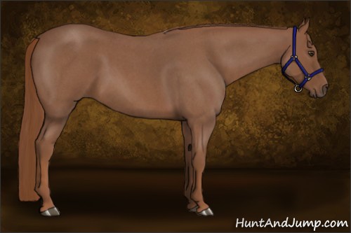 Horse Color:Red Roan 