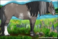 Horse Color:White Spotted Grullo