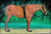 Horse Color:Silver Bay 