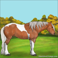 Horse Color:Silver Bay Tobiano