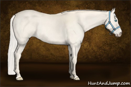 Horse Color:Cremello 