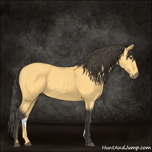 Horse Color:Buckskin 