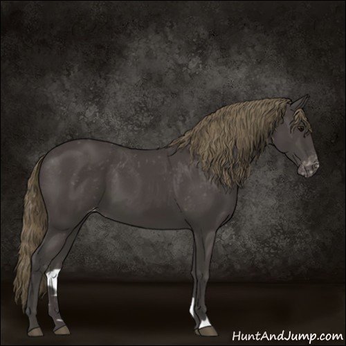 Horse Color:Smoky Black Appaloosa 