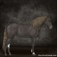 Horse Color:Smoky Black Appaloosa 