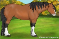 Horse Color:Bay Splash 