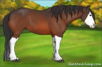 Horse Color:Bay Splash 