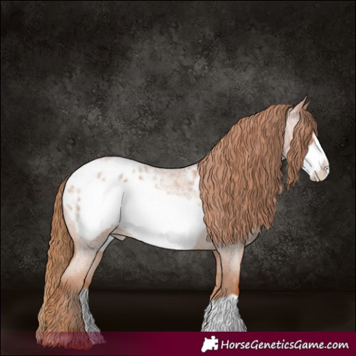 Horse Color:Red Roan Frame Appaloosa 