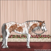 Horse Color:White Spotted Bay Splash  and Bay Splash Tobiano 