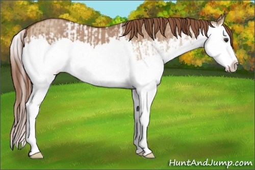 Horse Color:Red Dun Splash  and Red Dun Splash 
