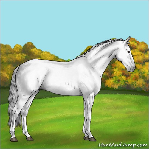 Horse Color:Gray Black Tobiano 