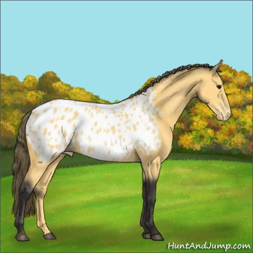 Horse Color:Buckskin Appaloosa 