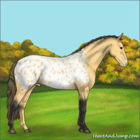 Horse Color:Buckskin Appaloosa 