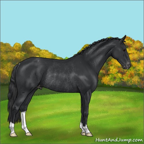 Horse Color:Black Appaloosa Rabicano 