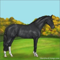 Horse Color:Black Appaloosa Rabicano 