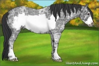 Horse Color:Blue Ice Roan Frame 