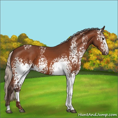 Horse Color:White Spotted Silver Bay 
